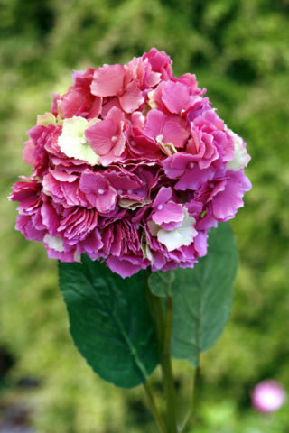 Hydrangea - Dark Pink