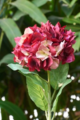 Hydrangea - Dark Red Out of Stock