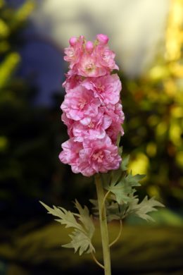 Delphinium - Double Bright Pink