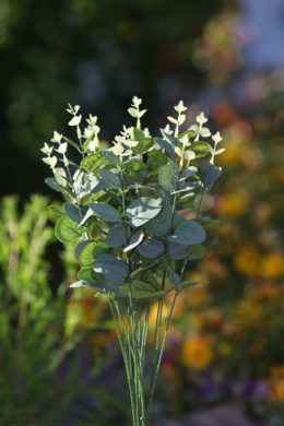 Eucalyptus Bunch Green