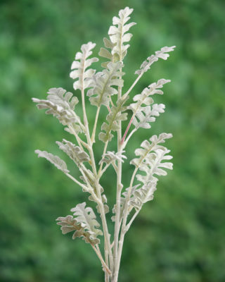 Fern Spray Green/Grey