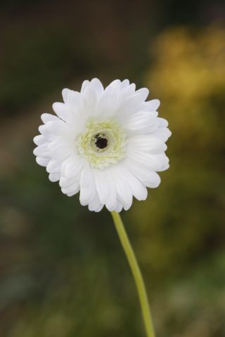 Gerbera - White