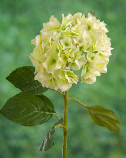 Hydrangea - Light Green So sorry sold out