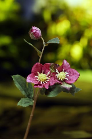 Hellebores - Dark Pink