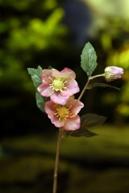 Hellebores - Pale Pink - Faux