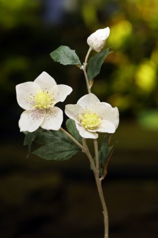 Hellebores - White - Faux