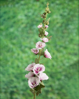 Hollyhock - Lilac