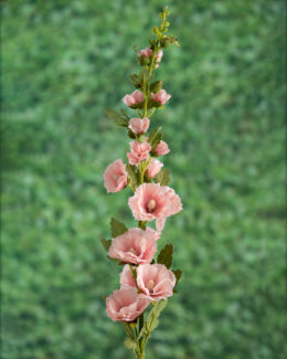 Hollyhock - Pink/Peach