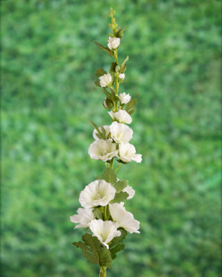 Hollyhock - White