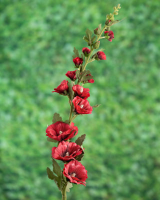 Hollyhocks - Red