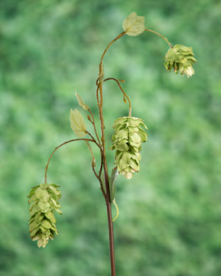 Hops Spray Green