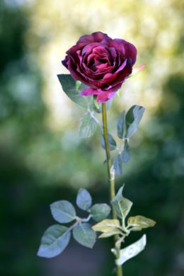 Hybrid Tea Rose  single Dark Red