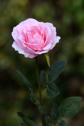 Hybrid Tea Rose - single Pale Pink