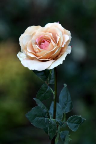 Hybrid Tea Rose - single Apricot