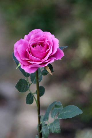 Hybrid Tea Rose - single Bright Pink