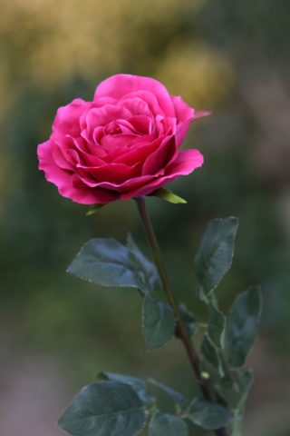 Hybrid Tea Rose single Dark Pink