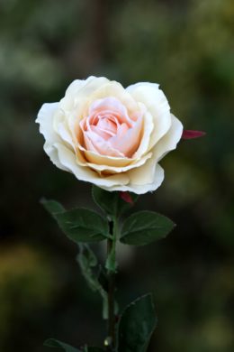 Hybrid Tea Rose single Pale Apricot