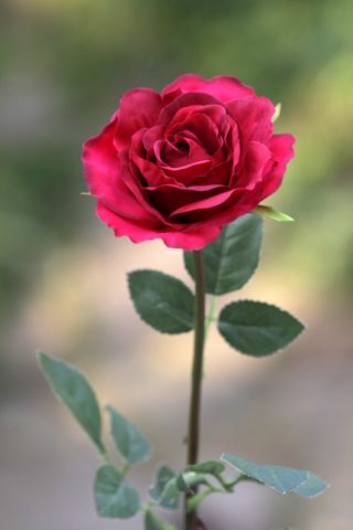 Hybrid Tea Rose - single Red