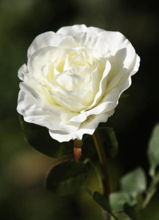 Hybrid  Tea Rose single Ivory