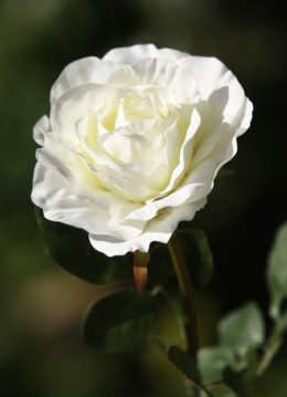 Hybrid  Tea Rose single Ivory