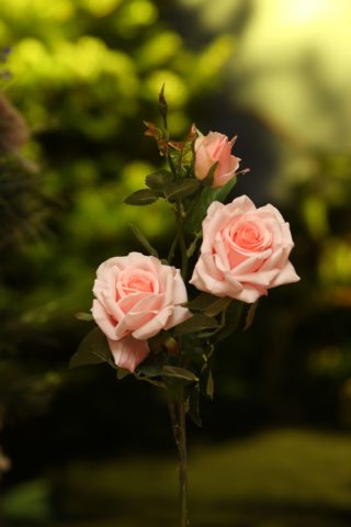 Hybrid Tea Rose Spray Light Pink