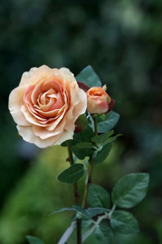 Hybrid Tea Rose with bud Apricot