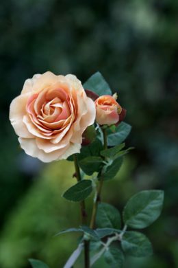 Hybrid Tea Rose with bud Apricot