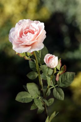 Hybrid Tea Rose with bud Blush Pink