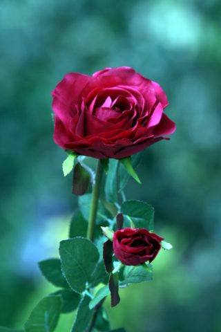 Hybrid Tea Rose with bud Dark Pink