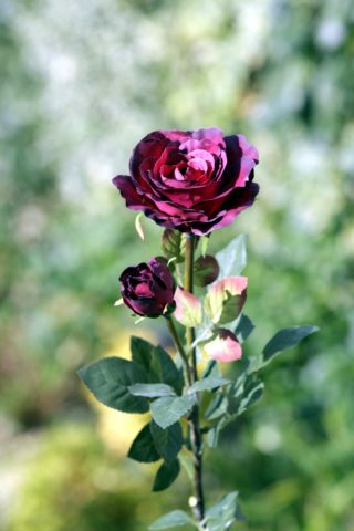 Hybrid Tea Rose with bud Dark Red
