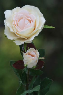 Hybrid Tea Rose with bud Pale Apricot