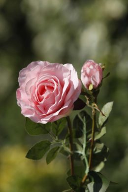 Hybrid Tea Rose with bud Pale Pink
