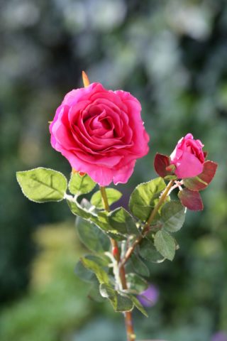 Hybrid Tea Rose with bud Bright Pink