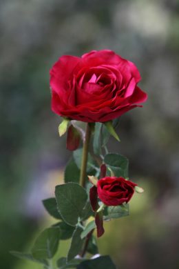 Hybrid Tea Rose with bud Red