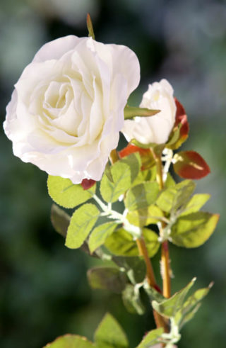 Hybrid Tea Rose with bud Ivory