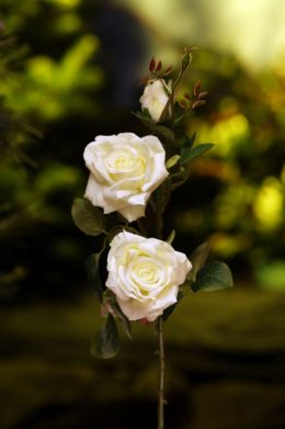 Hybrid Tea Spray Rose White