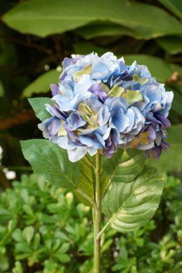 Hydrangea - Blue/Mauve Out of Stock
