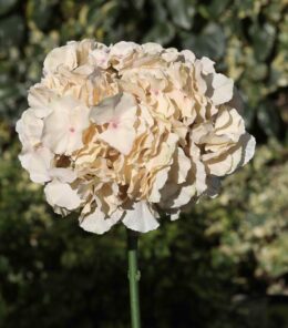 Hydrangea Extra large head Caramel