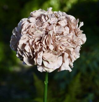 Hydrangea Extra large head Coffee