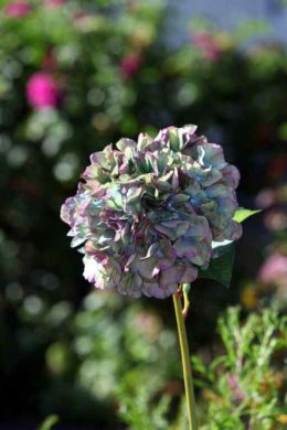 Hydrangea - Green/Mauve.