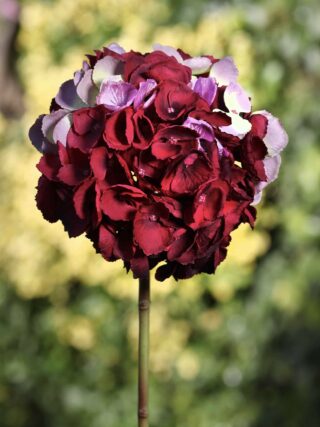 Hydrangea - Dark Red Short Stem