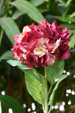Hydrangea - Dark Red Short Stem