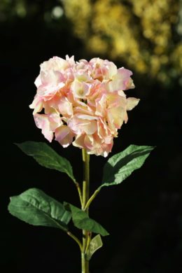 Hydrangea - Light Pink