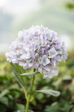 Hydrangea - Pale Lilac