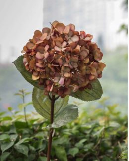 Hydrangea - Mixed Russet