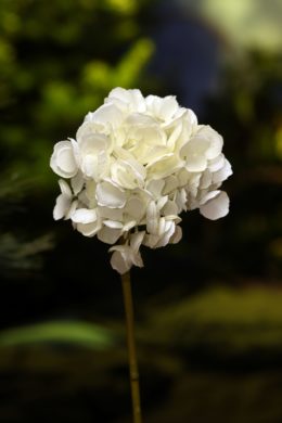 Hydrangea - Short Stem White sold out due December