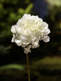 Hydrangea - Short Stem White