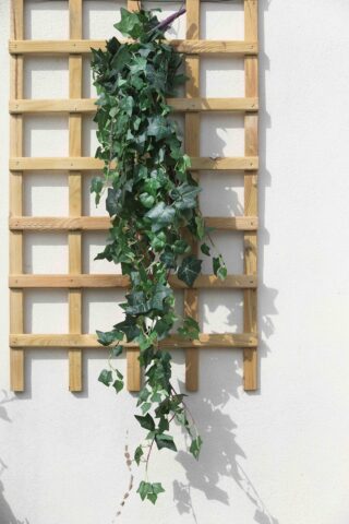 Large bunch of deepest green Ivy