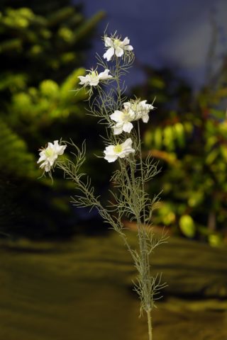 Love in the Mist (Nigella) - White