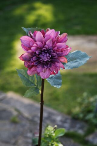 Dahlia Mauve